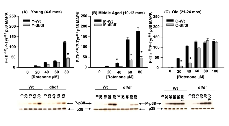 The effects of increasing concentrations of rotenone on the activation of p38 MAPK phosphorylation in young (4-6 mos), middle aged (10-12 mos) and old (21-24 mos)