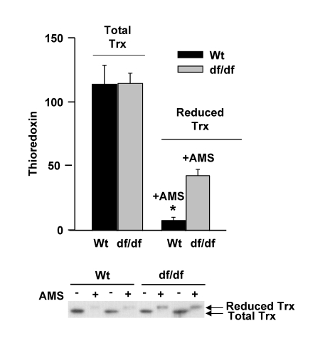 The pool levels of total thioredoxin and re-duced thioredoxin in fibroblasts derived from young wild type and dwarf mice
