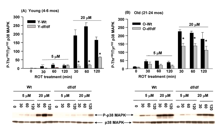 Fibroblasts from young (4-6 mos) and old (21-24 mos) dwarf mice show resistance to rotenone-induced p38 MAPK activation