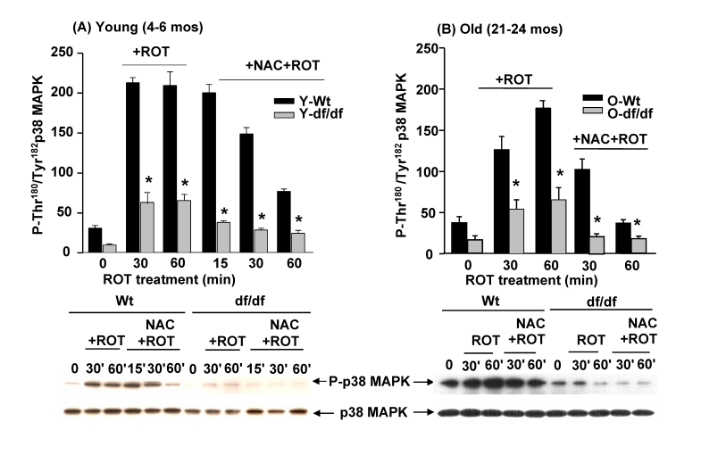 The antioxidant, N-acetyl cysteine (NAC) attenuates the ROS-mediated activation of p38 MAPK by ROT in young and old wild-type and Ames dwarf fibroblasts