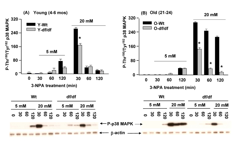 Effects of 3-NPA, an inhibitor of CII (succinic dehydrogenase) activity on the phosphorylation of the p38 MAPK catalytic site in fibroblasts from young (4-6 mos) and old (21-24 mos) wild-type and dwarf mice