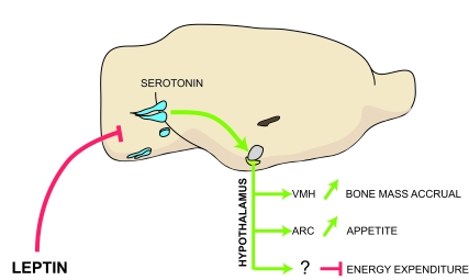 Model of the leptin-dependent central control of bone mass, appetite and energy expenditure