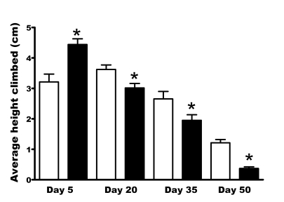 Vertical mobility deteriorates faster in per01flies, as demonstrated by the RING assay. Bars represent mean height climbed (with SEM) in CSp (open bars) and per01(black bars) males at indicated age. The climbing performance of per01males on day 5 was significantly higher (pp. With age, a rapid deterioration in climbing performance was noted in per01flies with mobility being significantly lower (* pp controls. 