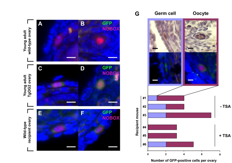 Young adult female mice support oocyte formation from germ cells in aged mouse ovaries