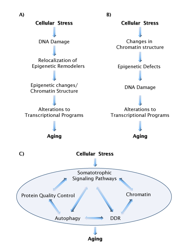 Models of aging pathways
