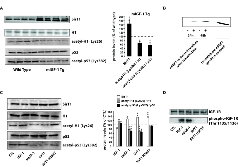 mIGF-1, but not IGF-1, increases SirT1 expression and activity in mouse cardiomyocytes