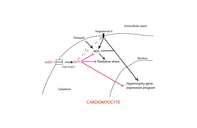 Simplified scheme illustrating the role of mIGF-1-induced SirT1 activity in protection against Ang II- and PQ-mediated oxidative stress and hypertrophy in cardiomyocytes