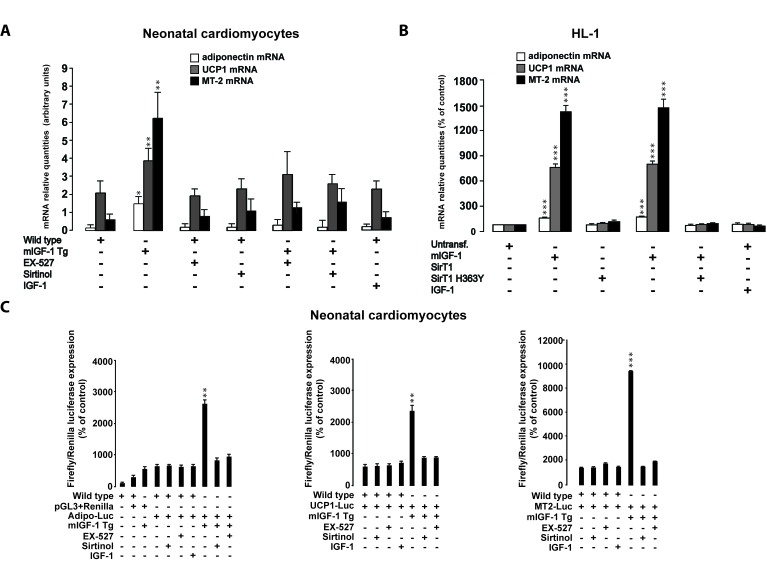 SirT1 is necessary for mIGF-1-dependent upregulation of anti-oxidant and hypertrophic genes adiponectin, UCP1 and MT-2