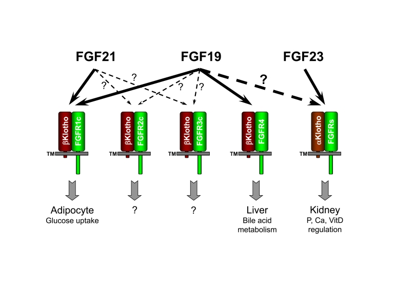 FGF19 subfamily receptor specificity and functions