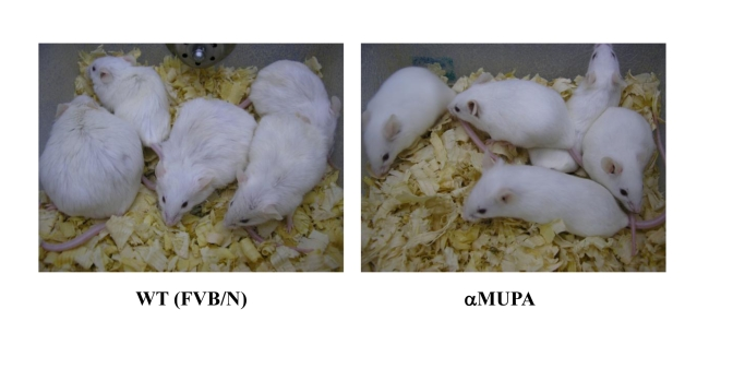 18-month-old αMUPA and FVB/N WT mice
