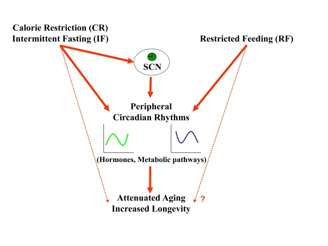 A schematic model describing the effect of feeding regimens on longevity through peripheral and SCN clock resetting