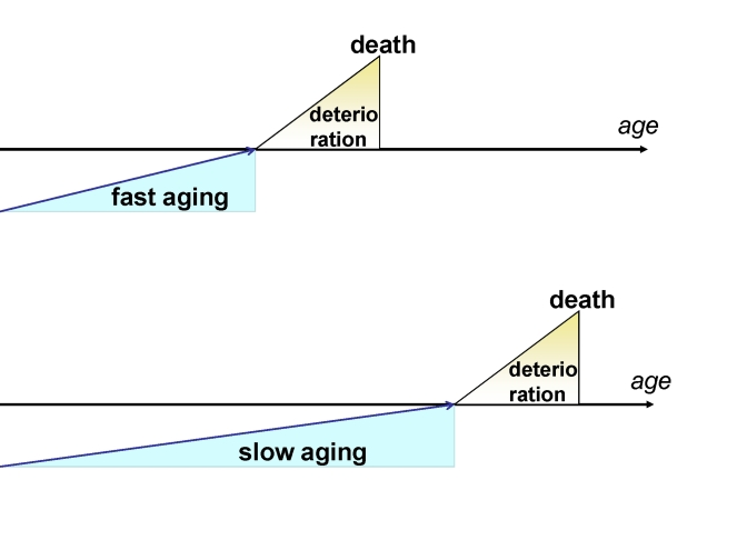 Fast and slow aging