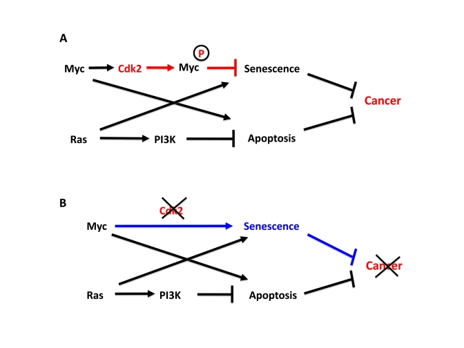 Cdk2 controls suppression of cellular senescence by Myc
