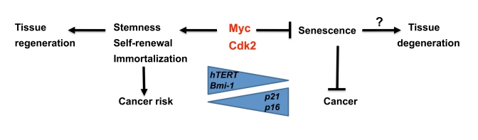 Speculative model illustrating regulation of senescence vs stemness and self-renewal by Myc and Cdk2