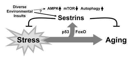 Schematic diagram hypothesizing the role of Sestrin as a brake of stress-accelerated aging processes