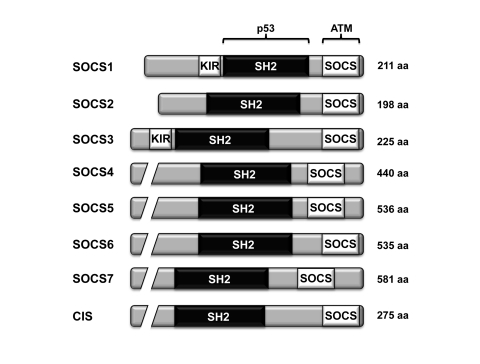 The domain architecture of the different members of the SOCS family of proteins
