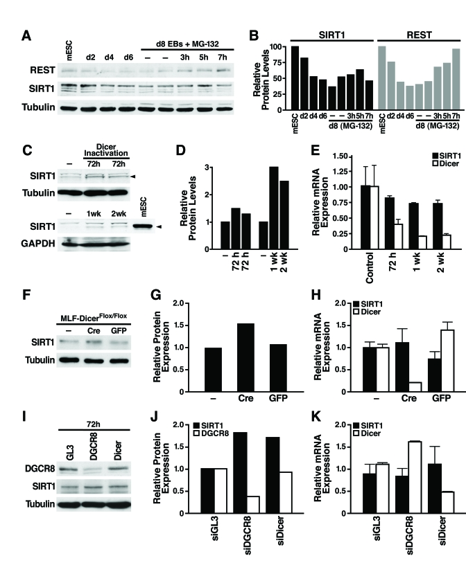 miRNAs post-transcriptionally regulate SIRT1
