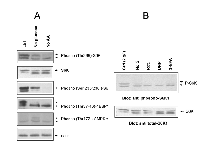  (A) Phospho-specific immunoblot analysis of mTOR/S6 kinase cascade activity under different cell feeding conditions. Cells were incubated for 24 hours in the indicated conditions (ctrl= 2g/l glucose + Aminoacids; noAA= glutamine and NEAA omitted). Where possible the same filter was cut into parallel strips and hybridized contemporarily with different antisera. When molecular weights of target proteins overlapped, filter were stripped and re-hybridized, or twin filters were prepared with the same protein lysates. Hyperphosphorylated protein species usually migrate slower and are indicated by separate arrows. Picture representative of several independent experiments. (B) Effect of metabolic inhibitors from figure 1B on S6 kinase phosphorylation. Upper arrows indicate the fully phosphorylated forms. Equal content of total S6 kinase in the different samples was verified by anti total S6K immunoblotting of the same protein lysates on a different nitrocellulose membrane. Picture representative of 2-3 three independent experiments. 