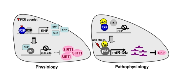 The FXR/SHP pathway controlling miR-34a and SIRT1 expression