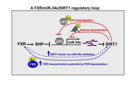 A FXR/SIRT1 positive-feedback regulatory loop. The expression and activity of FXR and SIRT1 are mutually and coordinately regulated. SIRT1 positively auto-regulates its own expression by inhibiting miR-34a via deacetylation (as indicated by dotted circles) of p53 and histones at the miR-34a promoter (short loop) and by increasing transactivation potential of FXR via deacetylating the FXR (long loop). SIRT1 also increases FXR expression and activity via deacetylation of PGC-1α. FXR in turn positively regulates hepatic SIRT1 expression by inhibiting miR-34a which targets SIRT1. 