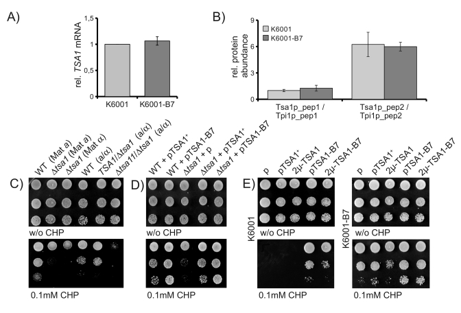 CHP resistance is mediated by a TSA1 gain of function