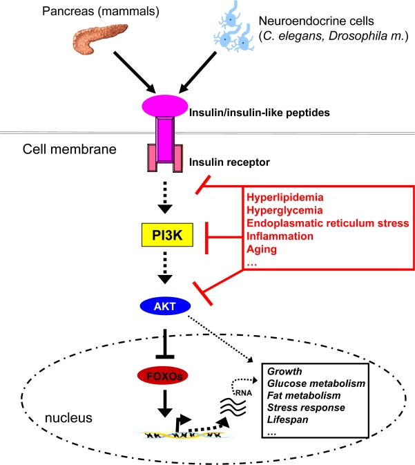 Insulin-like signalling plays a central role in growth, metabolism and the aging process. Insulin, derived from pancreatic beta-cells in mammals or insulin-like peptides derived from neuroendocrine cells in invertebrates signals via binding to and activation of the membrane bound receptors. This event subsequently activates PI3K, which through phosphorylation of membrane lipids (phosphorinositides) regulates activity of the downstream kinase AKT. AKT eventually phosphorylates forkhead transcript-tion factors such as FOXO1, which are then exported from the nucleus and degraded. FOXOs regulate transcription of many genes involved in glucose and lipid metabolism, growth, stress response and the aging process. Thus, insulin-like signalling is able to control all of these processes through FOXO regulation and other signalling cascades, in the end impinging on crucial physiological processes and lifespan itself. Nonetheless, chronic intake of energy-dense food coupled with little physical activity leads to hyperlipidemia and hyperglycemia, which through several mechanisms (including JNK1 activation) reduce cellular insulin sensitivity, thereby disrupting metabolic homeostasis.