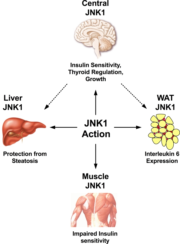 JNK1 represents a crucial regulator for a wide spectrum of physiological processes. In the white adipose tissue, JNK1 has been demonstrated to regulate expression of interleukin 6, which upon release into the circulation may act on the liver to decrease hepatic insulin sensitivity. Hepatic JNK1 action may downregulate insulin degradation, thus improving insulin half-life, and protecting from steatosis. JNK1 action in the skeletal muscle does impair local insulin sensitivity, although systemic glucose homeostasis is mostly unaffected. In the central nervous system, JNK1 is a negative regulator of insulin sensitivity, the thyroid axis and growth, although the exact neuron populations mediating these effects have not been defined yet.