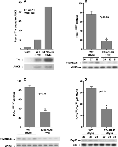 Klotho overexpression attenuates the ASK1-signalosome - p38 pathway