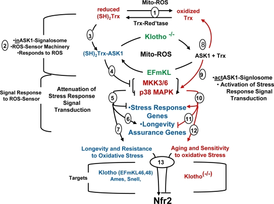 The oxidative stress-Chronic stress cycle of aging