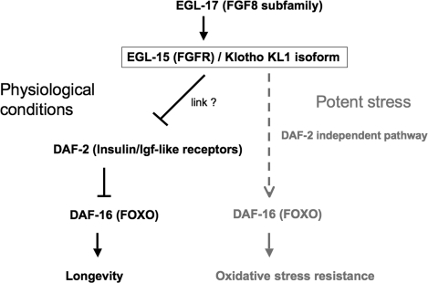 In adult worms the FGFR EGL-15(5A) targeted for activation by the Klotho KL1 isoform can allow EGL-17 ligand binding. Under physiological conditions, the Klotho/EGL-15/EGL-17 complex constitutively represses the DAF-2 (Insulin/Igf-like) receptors by a still unknown pathway. Such complexes may induce DAF-16 (FOXO) de-repression and subsequent overexpression of longevity factors, such as antioxidant enzymes. When worms have to cope with a potent stress, the Klotho/EGL-15/EGL-17 complex may directly activate DAF-16 by a DAF-2-independent pathway (dashed line). Such activation mechanism remains to be elucidated.
