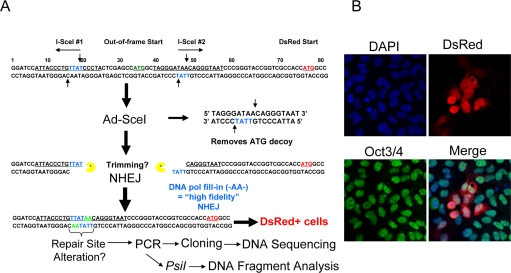 Description of the NHEJ-red repair cassette and processing of I-SceI-digested DNA