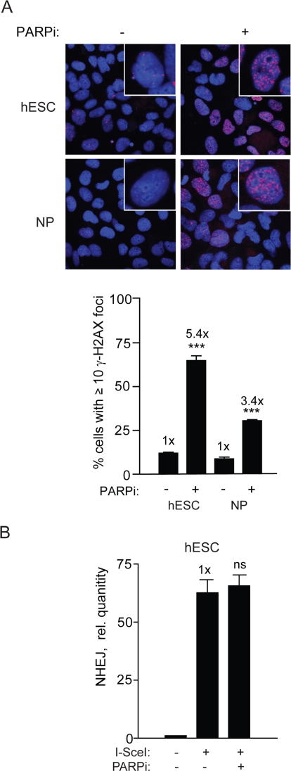 PARPi functions in hESC and induces repair foci but does not affect NHEJ