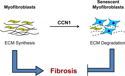 Myofibroblast senescence imposes self-limiting control on fibrogenesis during wound healing