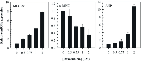 Doxorubicin modulates the expression of cardiac hypertrophy-associated genes in H9c2 myocytes. QT-PCR analysis of MLC-2v, α-MHC and ANP transcripts in cells treated with the indicated concentrations of doxorubicin for 2 hours followed by a 24 hour treatment in fresh media. Fold change of mRNA expression shown relative to untreated control H9c2 cells; mean ± standard deviations of triplicates from a representative experiment (total of three independent experiments) are indicated.