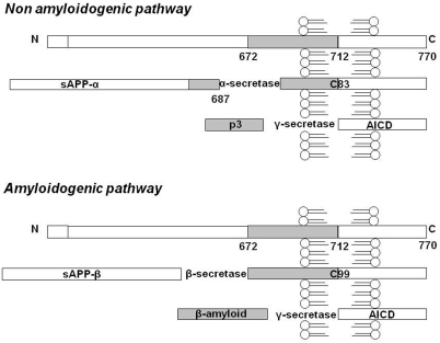 APP metabolism: schematic representation of the non-amyloidogenic and amyloidogenic pathway