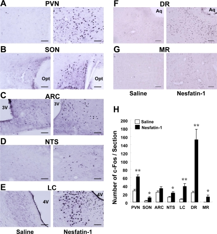 c-Fos expressions in several brain areas after icv administration of nesfatin-1