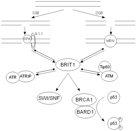 The DNA Damage Response: Balancing The Scale Between Cancer And Ageing ...