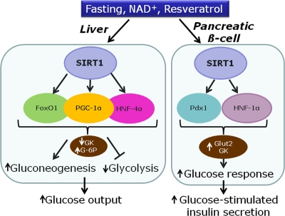 Proposed model for the effects of SIRT1 in the liver and the pancreatic β-cell on transcription factors and metabolic enzymes