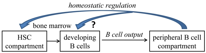Based on our results we hypothesize that homeostatic pressures regulate the cellular composition of stem and B lineage cell compartments in aging. We suggest that these homeostatic pressures are set by the long lived B cells accumulating in the periphery with aging to alter the stem cell compartment and to suppress B lymphopoiesis. Changing the homeostatic equilibrium by depletion of B cells in old mice, increases frequencies of lymphoid-committed stem cells to reactivate B lymphopoiesis and to increase B cell output from the BM to the periphery. The nature of these cross-talk homeostasis mechanisms is yet to be defined, but our results suggest that they are sensed by the stem cell compartments.