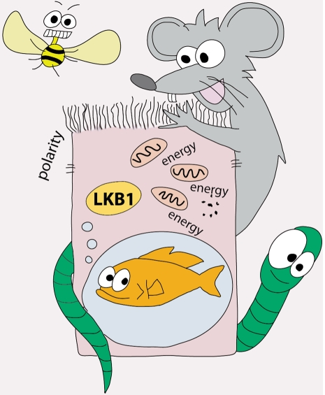 Studies of LKB1-deficiency in flies, worms, mice and zebrafish have revealed that the tumor suppressor LKB1 has conserved and divergent roles in the regulation of cell polarization and energy metabolism processes