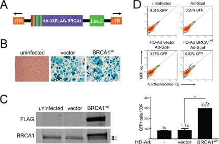 Rescue of HRR in HCC1937 cells with the expression of BRCA1 from a helper-dependent adenoviral (HD-Ad) vector