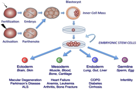 embryonic stem cell diagram