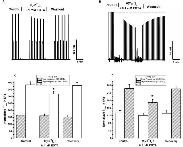 Removal of [Ca2+]o reduces tetanic contractile force in young skeletal muscle