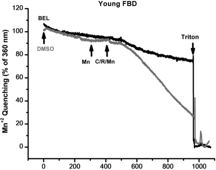 Mn+2 quenching of Fura-2 in FDB muscles of young muscle validates the use of BEL as an effective SOCE blocker
