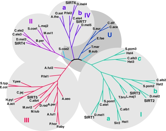 Phylogenetic analysis of the sirtuins