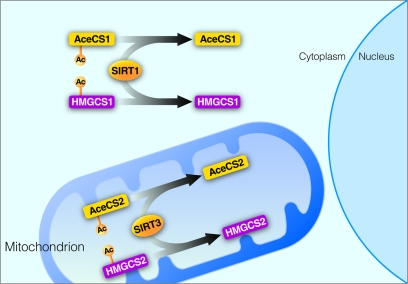 Regulation of homologous enzymes by sirtuins SIRT1 and SIRT3