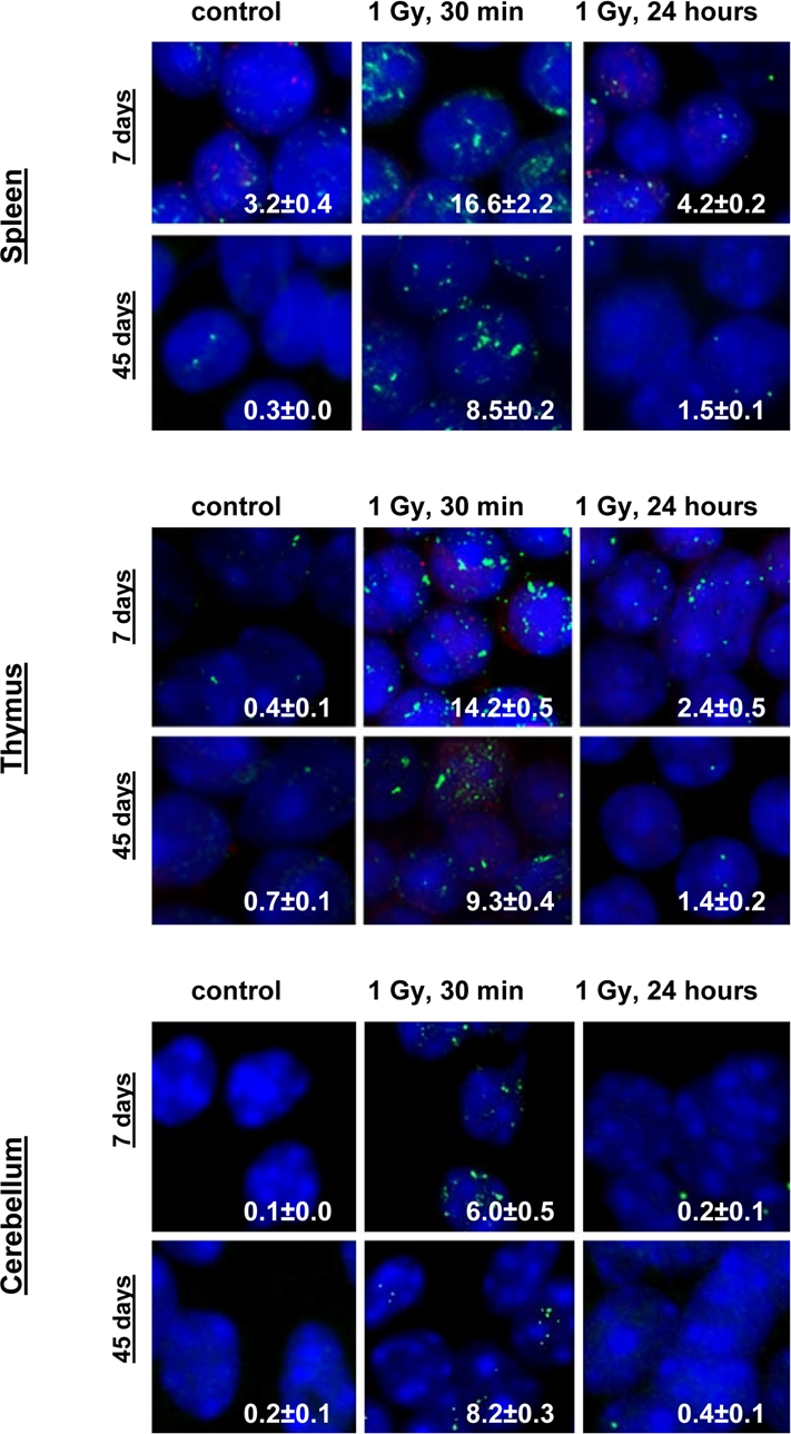 Representative immunostaining of γ-H2AX in murine tissues