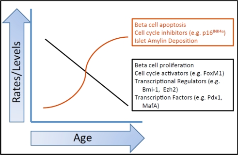 Summary of the effects of age on various beta cell parameters