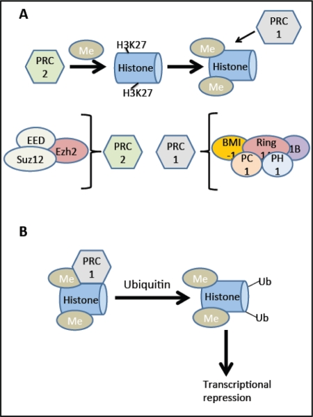 BMI-1 and Ezh2: Effects on transcription