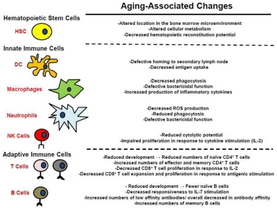 Alterations in the hematopoietic system associated with aging